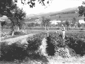 Sedano Nero di Trevi - Rincalzatura (1923) - Foto Laurentini 