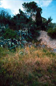 Trevi, antica chiesa di S. Costanzo coperta dalla vegetazione (1992)