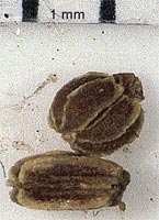 Trevi. "Caratterizzazione genetica del Sedano Nero di Trevi": semi