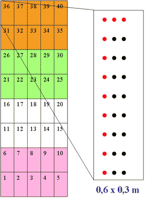 Sedano Nero di Trevi - schema del campo sperimantale