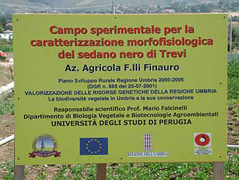 Trevi, Campo sperimentasle di sedano Nero