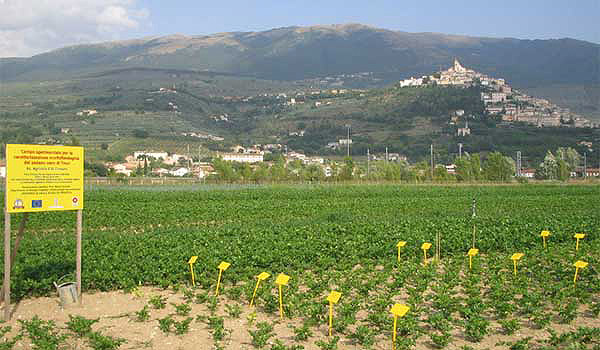Trevi, Campo sperimentasle di sedano Nero