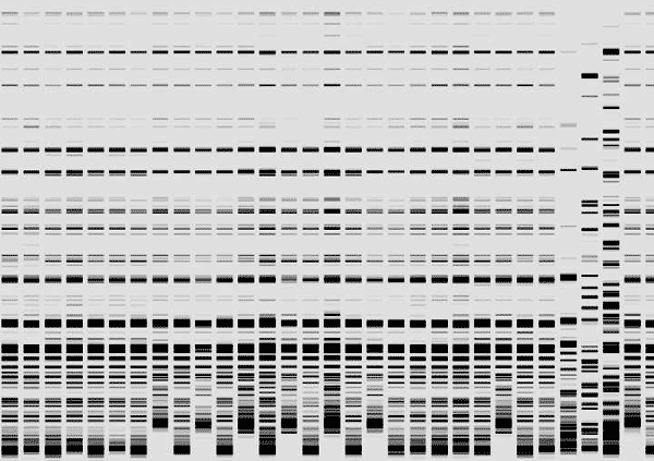 Sedano Nero di Trevi - analisi genetica