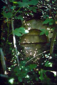 Trevi, antica chiesa di S. Costanzo - La porta tra la vegetazione (1982)