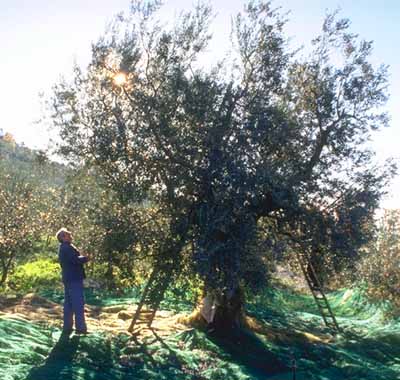 Trevi, Italy - Loc. S. Arcangelo, olivo secolare