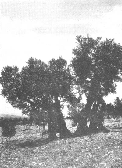 Trevi, Italy. Olivo di Sant'Emiliano, 1935