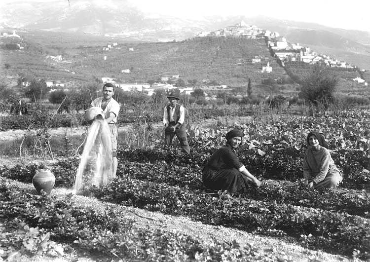 Trevi, coltura del Sedano Nero - foto Laurentini,1923