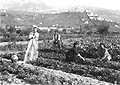 Sedano Nero di Trevi - innaffiatura (foto Laurentini, 1923)