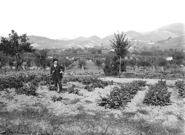 Trevi - Coltura del sedano Nero di Trevi - Visita di agronomo (Foto Laurentini)