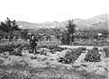 Sedano Nero di Trevi - Ispezione di un tecnico agrario - Francolini ?- (foto Laurentini, 1923)