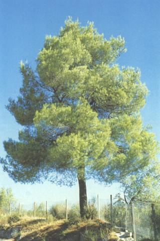 Pinod'AleppoAspetto.jpg (28942 byte)