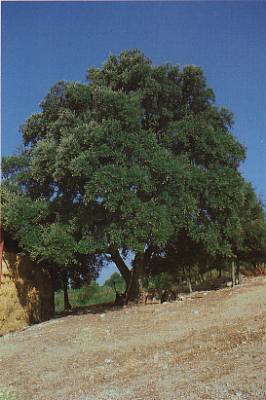 leccioaspetto.jpg (20902 byte)